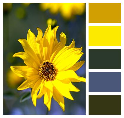 Mexican Sunflower Flower Yellow Image